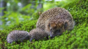 Uncovering the Secret Strategies of Hedgehog Self-Protection